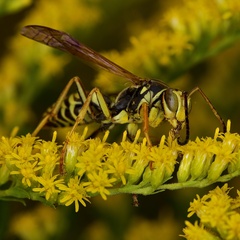 Polistes fuscatus