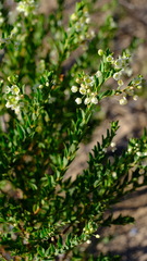 Phyllanthus calycinus