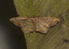 Hypagyrtis unipunctata