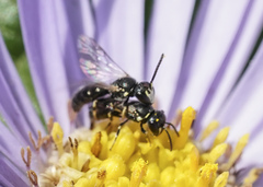 Hylaeus