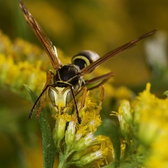 Polistes fuscatus
