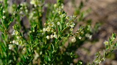Phyllanthus calycinus