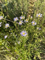 Symphyotrichum oolentangiense
