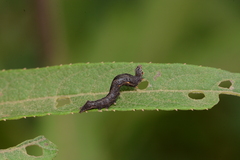 Perigea xanthioides