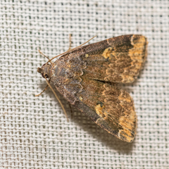 Idia americalis