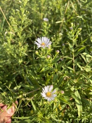 Symphyotrichum firmum