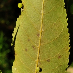 Caryomyia