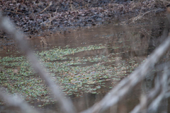 Hydrocotyle ranunculoides