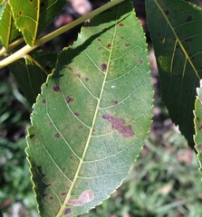 Caryomyia