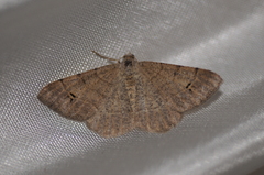 Digrammia muscariata