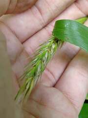 Elymus virginicus