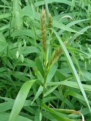 Elymus virginicus