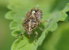 Agonoscelis puberula