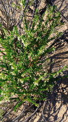 Phyllanthus calycinus