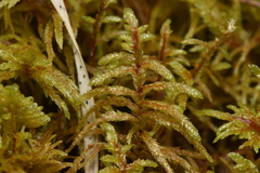 Pleurozium schreberi