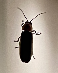 Photinus pyralis