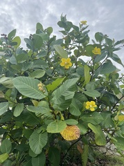 Dillenia suffruticosa