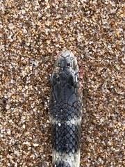 Hydrophis macdowelli