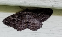 Neoalcis californiaria