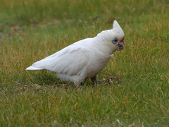 Cacatua sanguinea