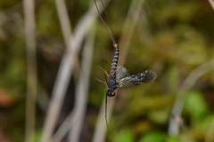 Leptophlebia