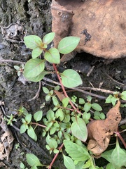 Ludwigia palustris