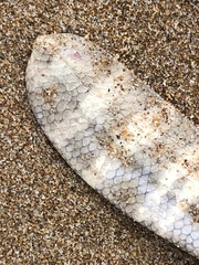 Hydrophis macdowelli