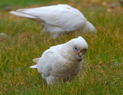 Cacatua sanguinea