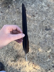 Corvus brachyrhynchos