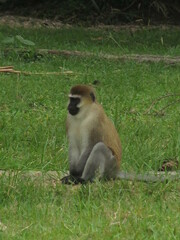 Chlorocebus pygerythrus