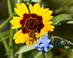 Sparnopolius confusus