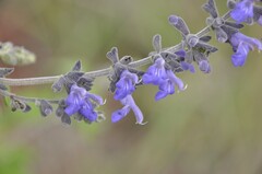 Salvia melissodora