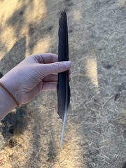 Corvus brachyrhynchos