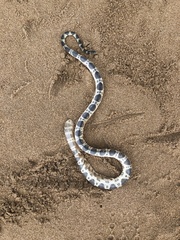Hydrophis macdowelli