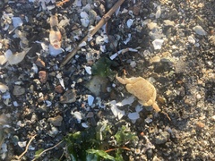 Hemigrapsus oregonensis