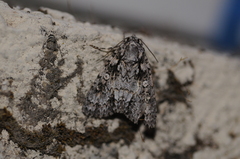 Acronicta marmorata