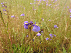 Utricularia beaugleholei orientalis