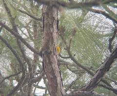 Protonotaria citrea