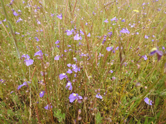 Utricularia beaugleholei orientalis