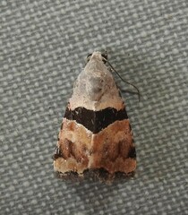 Cobubatha lixiva