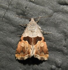 Cobubatha lixiva