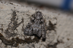 Acronicta marmorata