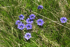 Gentiana dshimilensis