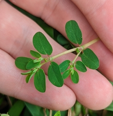 Euphorbia blodgettii