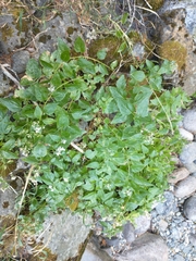 Ageratina occidentalis