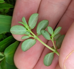 Euphorbia blodgettii