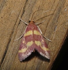 Pyrausta tyralis