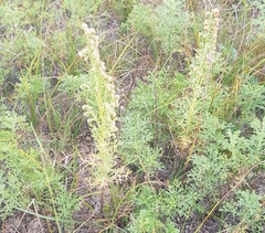 Artemisia adamsii