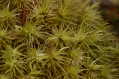 Dicranum polysetum