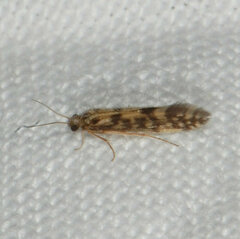 Agraylea multipunctata